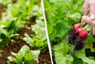 Когда сеять редис в апреле 2025: всего пять удачных дней по лунному календарю