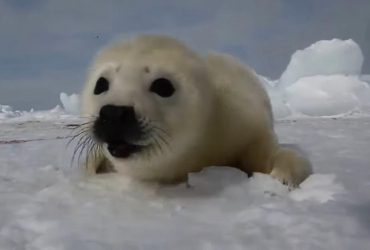Самое милое в мире существо может исчезнуть навсегда из-за изменения климата, - ученые