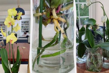 Цей метод врятує ваші орхідеї: садівниця підказала незвичайне рішення