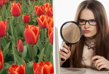 Люди з високим IQ можуть знайти хитру ворону за 7 секунд: надскладна оптична ілюзія