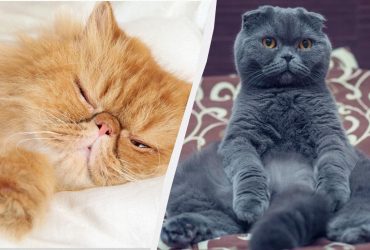 Ветеринар назвав чотири найпопулярніші породи котів, які ніколи б не завів