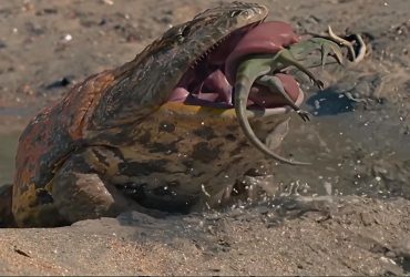 На Мадагаскарі знайшли рештки жаби з пекла, яка полювала на динозаврів, - Forbes