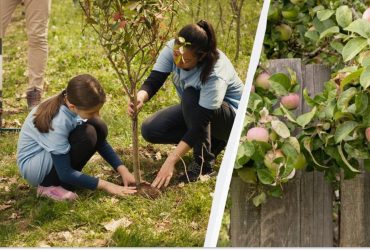Лучшее время для посадки деревьев: не упустите подходящую дату