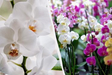 Орхидеи будут обильно цвести целое лето: чем их стоит подкормить уже сейчас