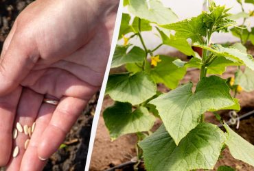 Коли садити огірки у відкритий ґрунт навесні 2025: місячний календар і перевірені прикмети