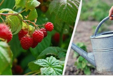 Посадка малины весной: когда и как это делать правильно