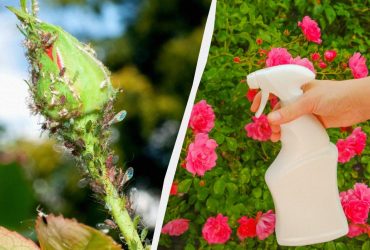 Попелиця ніколи не зачепить троянди: що потрібно зробити на клумбі навесні