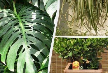Какие комнатные растения живут дольше всего и неприхотливы в уходе: эксперты назвали топ-9