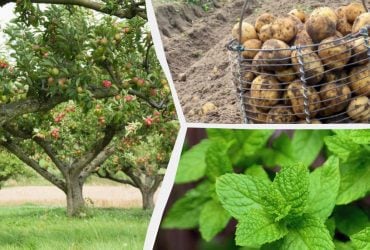 Что нельзя сажать возле яблони: садоводы назвали 7 растений, которых боятся фруктовые деревья