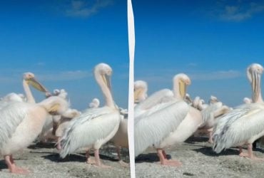 У заповіднику на Одещині помітили великих рожевих баб (відео)