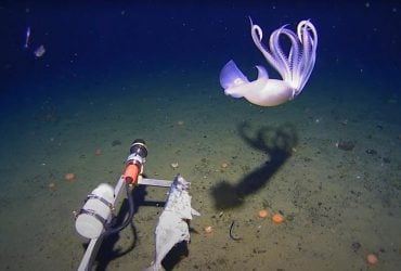 В глубинах вод Антарктиды ученым удалось заснять странных кальмаров (видео)