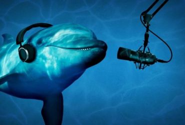 Google создала нейросеть-переводчик, которая позволит общаться с дельфинами