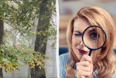 Надо иметь глаза охотника, чтобы найти белку в лесу за 6 секунд: увлекательная оптическая иллюзия