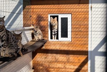 В Іспанії викрили контрабандистів, які відправляли екзотичних кішок до РФ та Білорусі