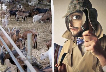 Только гений найдет ошибку на ферме за 5 секунд: тест для проверки уровня IQ