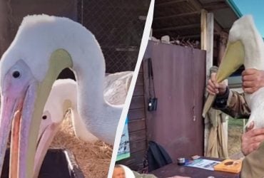 Подолали 700 км: у заповіднику на Одещині незвичайно кільцювали рідкісних рожевих баб