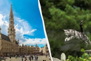 Греция на последнем месте: названы страны Европы, где кошкам живется лучше всего