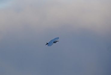 До українських полярників занесло чаплю, яка взагалі не живе в Антарктиці (фото)