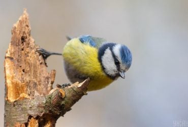 Украину разогреет до +12: синоптик рассказала, где 18 декабря будет теплее всего