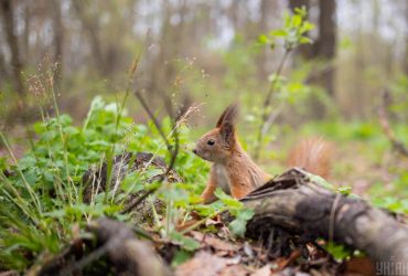 Сегодня в Киеве будет самый прохладный день недели