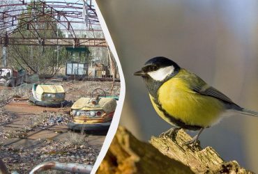 В Чернобыле птицы испытывают генетические изменения: ученые объяснили, почему так происходит