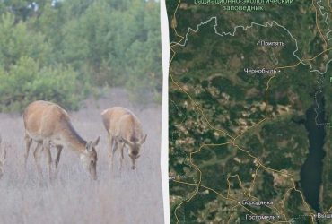 У Чорнобильському заповіднику зафіксували вражаючий рекорд (фото)