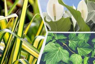 Які квіти ростуть у воді: садівники назвали 10 кімнатних рослин, яким ґрунт не потрібен