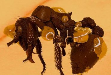 Ученые нашли загадочного окаменелого муравья, который хранился в янтаре миллионы лет