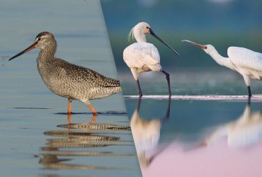 У заповідник на Одещину прилетіли рідкісні птахи: науковець показав яскраві кадри