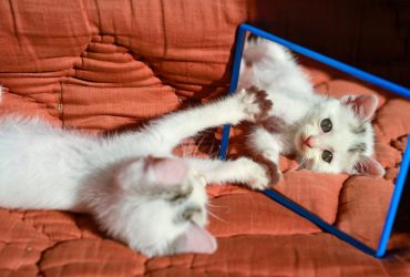Чи можуть коти впізнавати себе у дзеркалі: ветеринар здивувала відповіддю