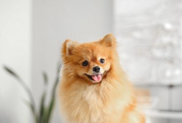 Как назвать домашнего любимца: необычные клички для маленьких собак