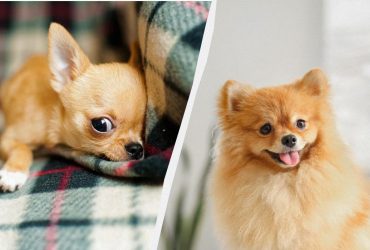 Похожи на очаровательные игрушки: 10 самых популярных пород декоративных собак