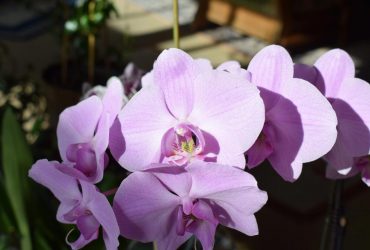 Як правильно поливати орхідеї: експерти назвали два найкращі способи