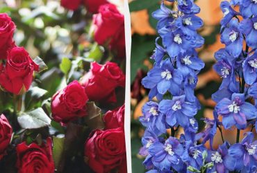 Какие 7 растений стоит посадить возле розы: идеальное соседство