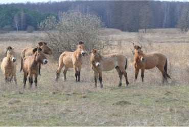 В Чернобыле впервые заметили гибридов лошадей Пржевальского (фото)