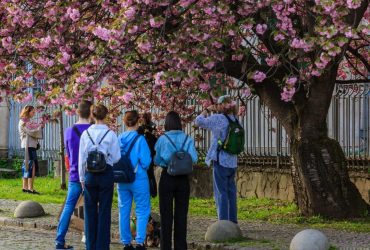 В Ужгороде зацвели сакуры