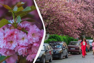 В Ужгороде зацвели сакуры: город утонул в розовых цветах (фоторепортаж)