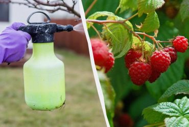 Обробка малини навесні: чим врятувати кущі від шкідників