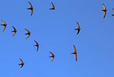 Более 10 месяцев в воздухе: в заповедник в Одесской области посетили сверхскоростные птицы (видео)