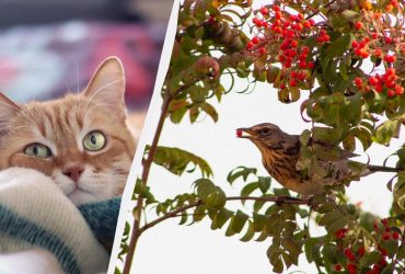 Чому коти приносять додому мертвих пташок або гризунів: фахівці розкрили справжню причину