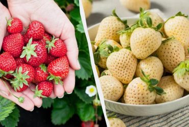 6 смачних сортів полуниці у 2025 році: врожайні, великі та дуже солодкі