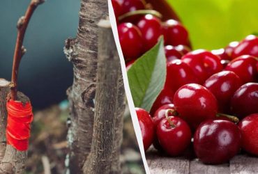 Як прищепити вишню навесні: практичні поради для початківців