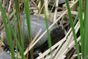 Может прожить более 120 лет: в заповеднике в Одесской области заметили редкую рептилию (видео)