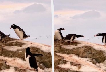 Кражи продолжаются: полярники показали забавное видео, как пингвин ворует камни из чужого гнезда