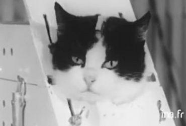 Фелісет і її трагічна доля: що відомо про єдину кішку, яка побувала в космосі, - Forbes