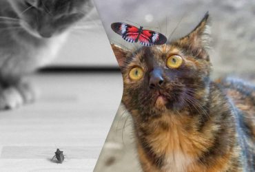 Чому коти так люблять ловити жуків та гратися з ними: ветеринар розкрила причини