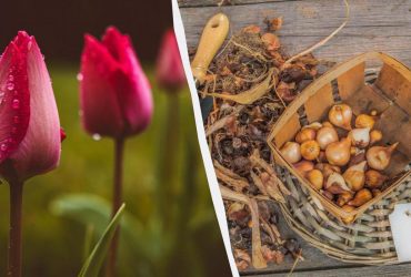 Що робити з тюльпанами після цвітіння: садівники розповіли про всі нюанси