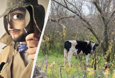 Каждый видит корову, и только люди с высоким IQ найдут голубя: хитрая головоломка