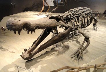 Жахливі крокодили 75 мільйонів років тому харчувались динозаврами, - дослідження