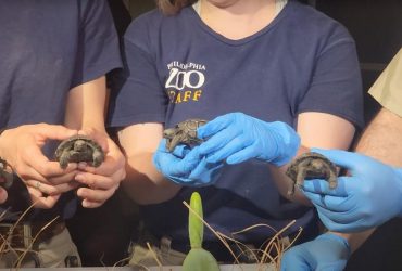 В зоопарке впервые показали милых детенышей гигантской черепахи-долгожительницы (видео)